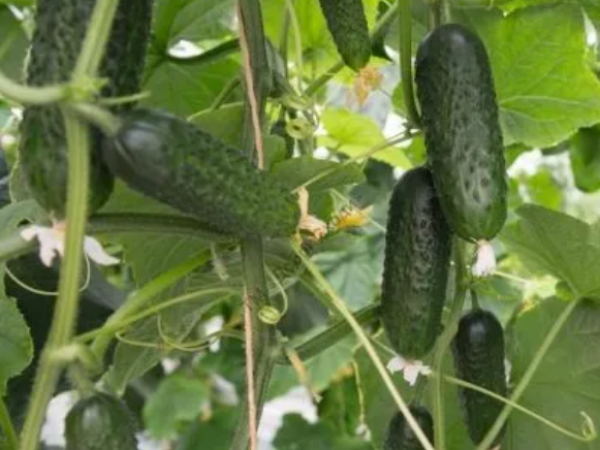 Kornišon Monolit F1 1000sem