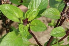 Bosiljak CINNAMON Ocimum basilicum var. cinnamomum