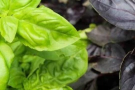 Bosiljak MIX Ocimum basilicum
