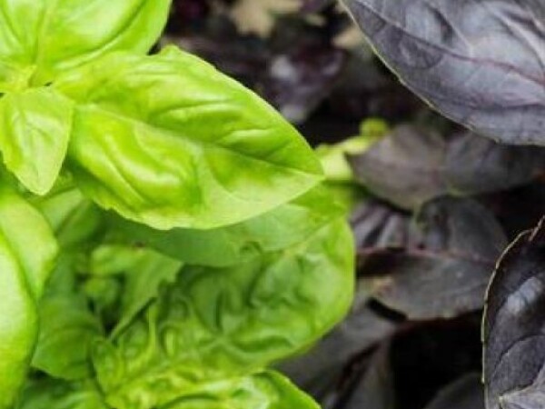 Bosiljak MIX Ocimum basilicum