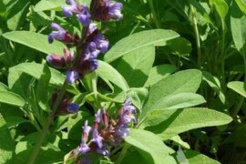 KADULJA Salvia officinalis