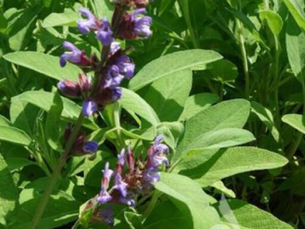KADULJA Salvia officinalis