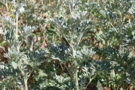 PELIN GORKI Artemisia absinthium