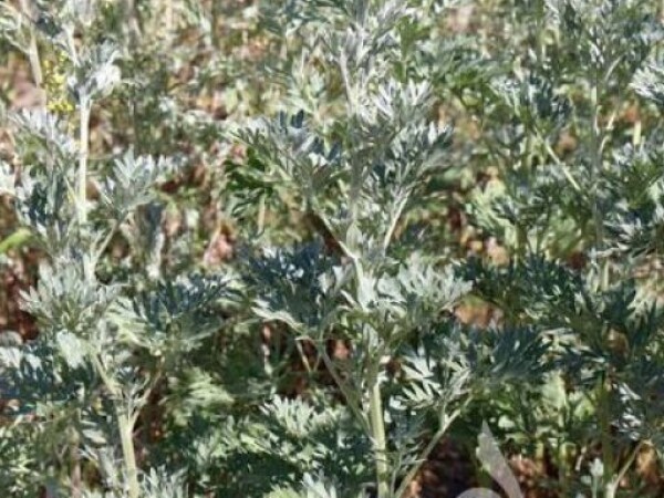 PELIN GORKI Artemisia absinthium