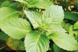 Bosiljak TULSI (SVETI) Ocimum tenuiflorum