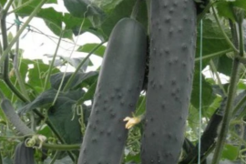 Krastavac Centauro F1 500sem