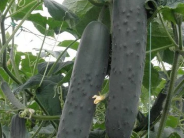 Krastavac Centauro F1 500sem