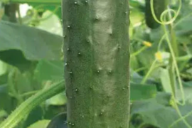 Krastavac Darina Mix 10g