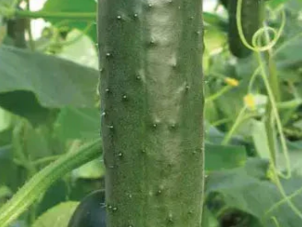 Krastavac Darina Mix 10g