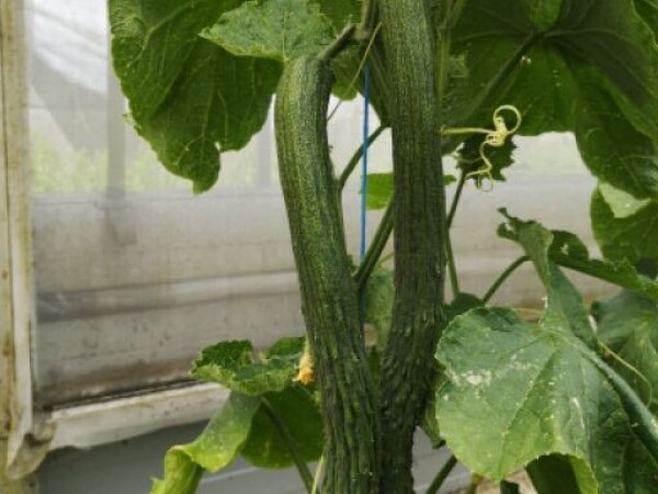 Krastavac azijski SAIKO