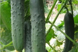 Krastavac Touareg RZ F1 100sem