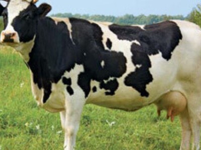 Krave, junice i telad na prodaju