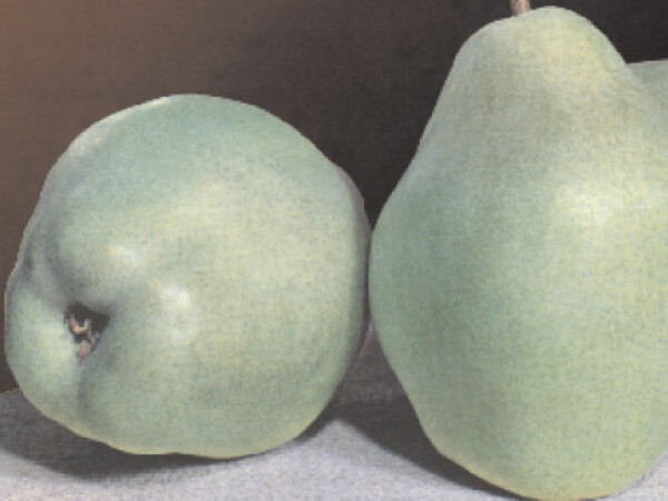 Kruška - Hardenpontova - sadnice