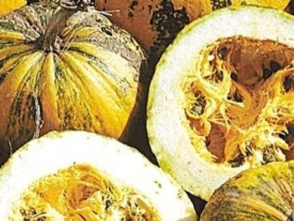 Tikva GOLICA RETZER GOLD