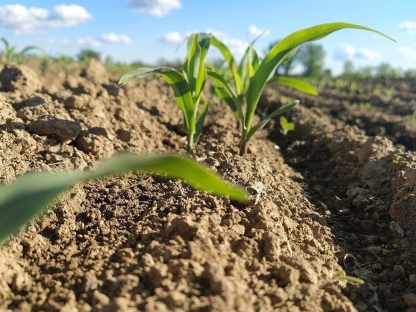 N-Lock: za veći prinos kukuruza - ekološki prihvatljivo