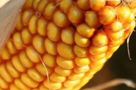 Kukuruz RONALDINIO KWS BIO