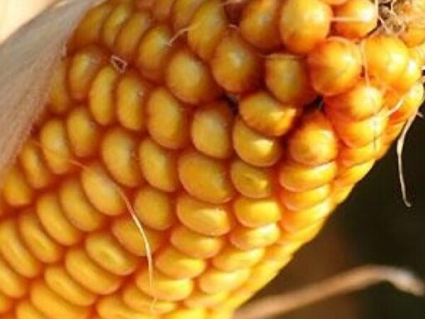 Kukuruz RONALDINIO KWS BIO