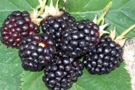 Kupina -  sorta Loch Ness, kontejnerske sadnice