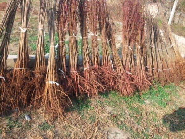 Kupujem podloge za sadnice jabučastog i koštičavog voća
