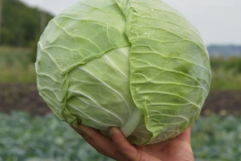 Kupus Bravo F1 2500sem / 10000sem