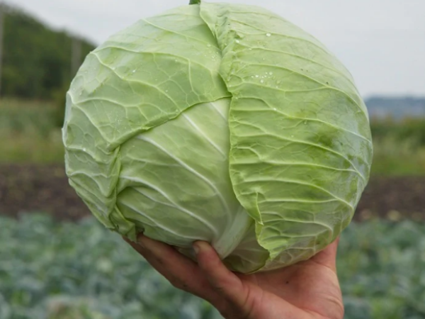 Kupus Bravo F1 2500sem / 10000sem