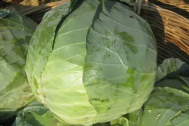 Kupus Bucharest F1 10000sem