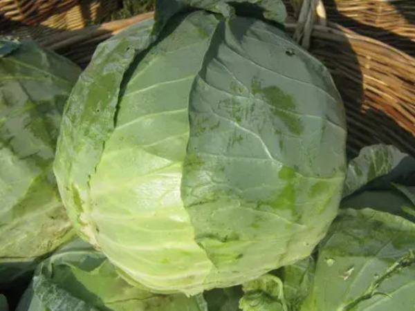 Kupus Bucharest F1 10000sem