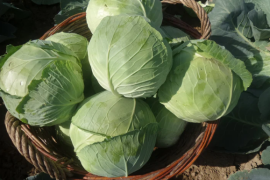 Kupus Gaja F1 2500sem