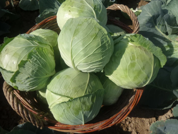 Kupus Gaja F1 2500sem