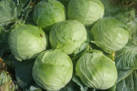 Kupus Potomak F1 2500sem / 10000sem