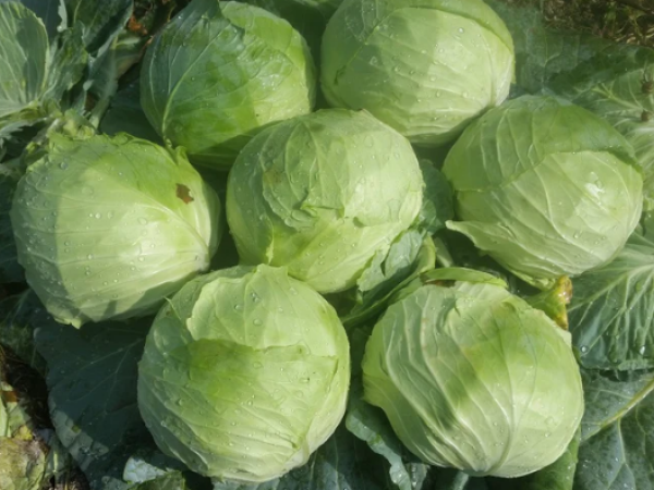 Kupus Potomak F1 2500sem / 10000sem