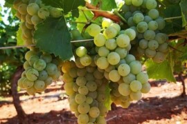 Kutjevačka graševina - prodaja grožđa