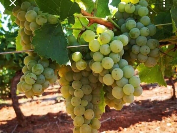 Kutjevačka graševina - prodaja grožđa