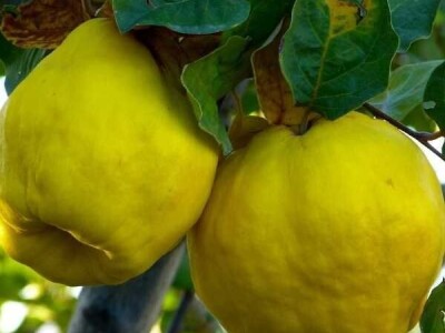 Kvalitetne sadnice jabučastog voća – Jabuke, kruške, dunje!