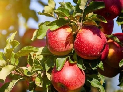 Kvalitetne sadnice jabučastog voća – Jabuke, kruške, dunje!