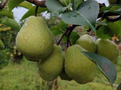 Kvalitetne sadnice jabučastog voća – Jabuke, kruške, dunje!