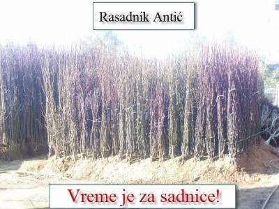 Kvalitetne voćne sadnice jesen 2019