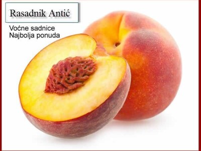 Kvalitetne voćne sadnice jesen 2019