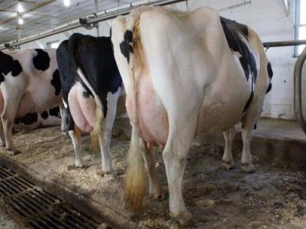 Kvalitetne žive krave i trudnice za trudnice Holstein.