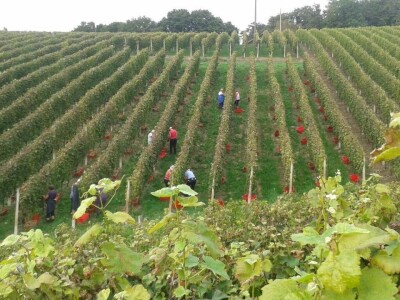 Kvalitetno bijelo vino KZP