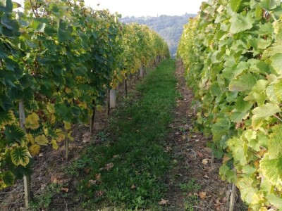 Kvalitetno bijelo vino KZP