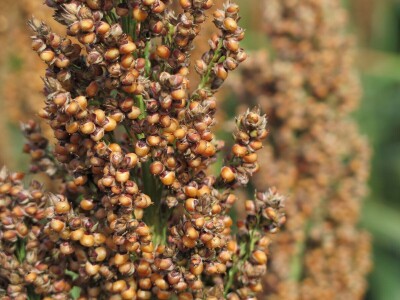 KWS LUPUS - hibrid sirka NOVO