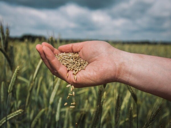 KWS PROPOWER - hibrid raži za bioplin