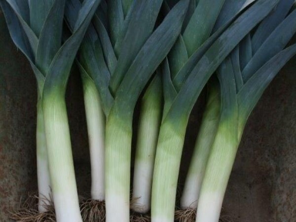 Lancaster F1 - sjeme poriluka