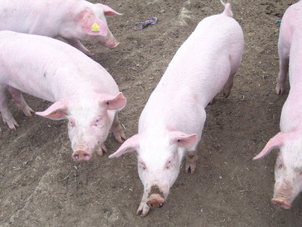 Prodajem svinje, krmaču i prasce - Vukovar