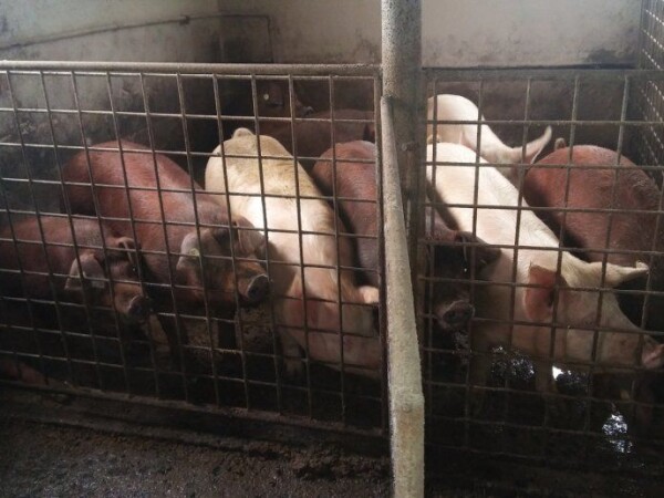 Odojci Durok-Landras