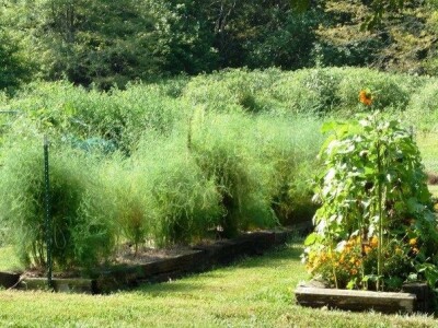 Špargla-asparagus rasad