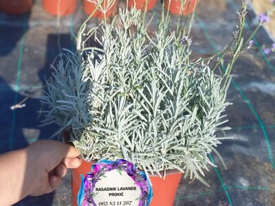 Lavanda