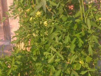 Lekovito bilje, rasad, ugovaranje i prodaja rasada