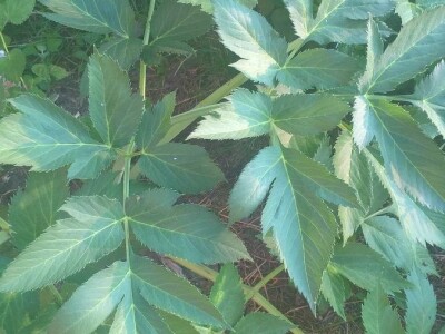 Lekovito bilje, rasad, ugovaranje i prodaja rasada